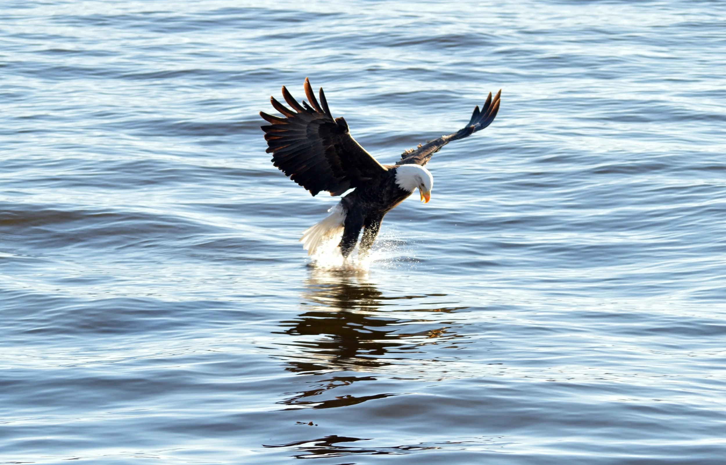 Eagle7A.jpg