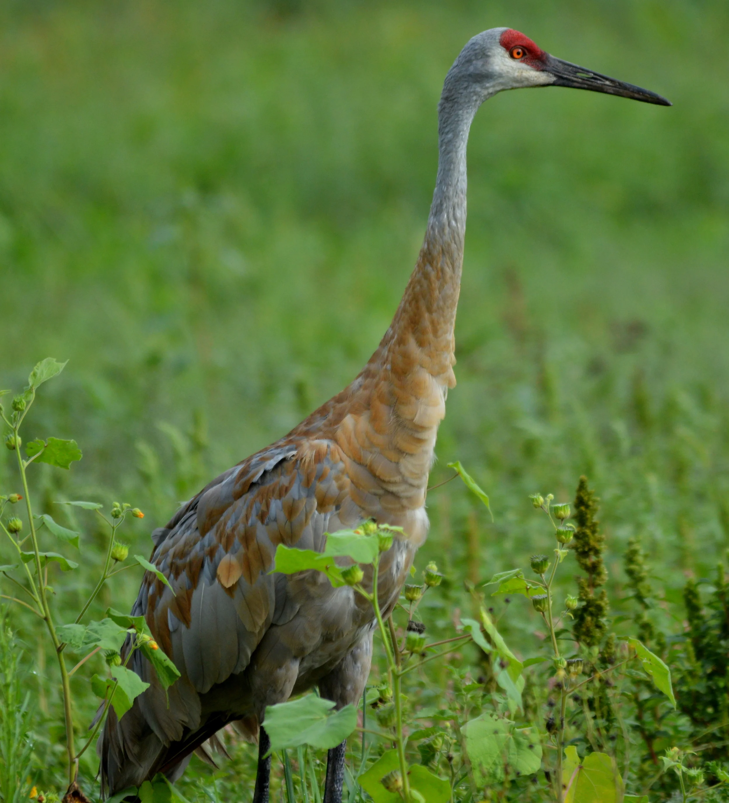  Sandhill Crane    