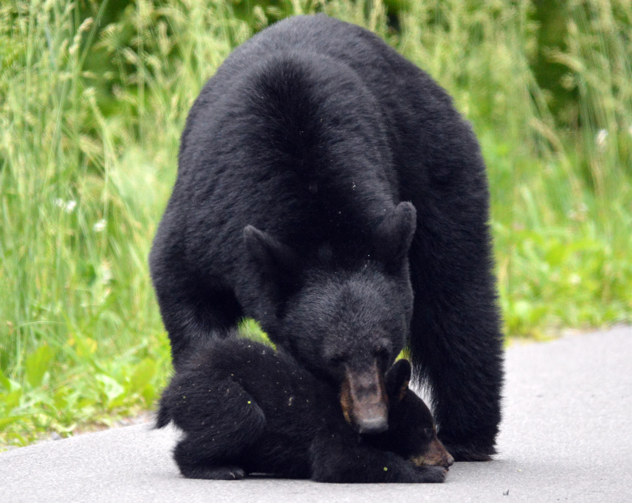 Bear Tantrum.jpg