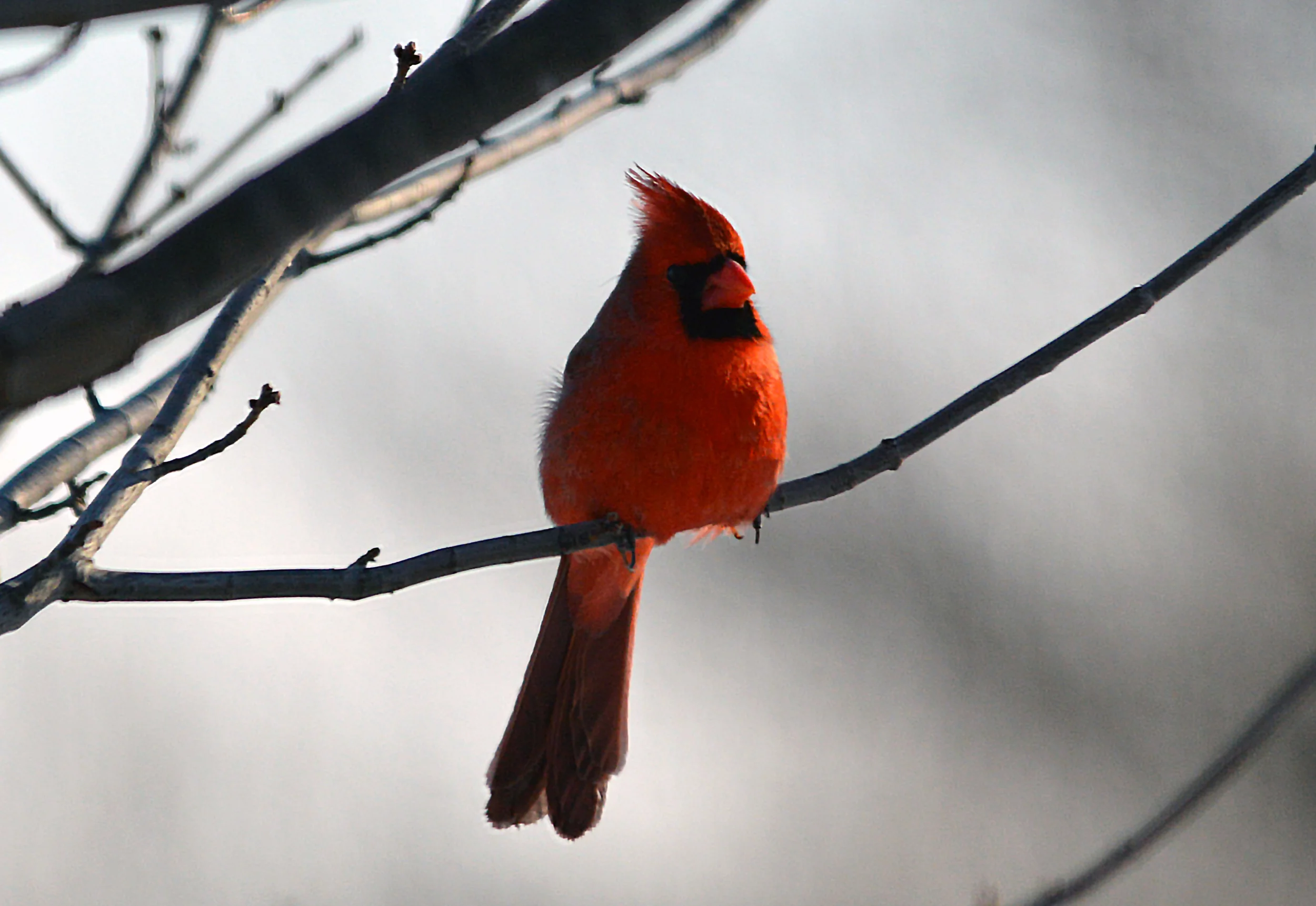 cardinal in fog.jpg