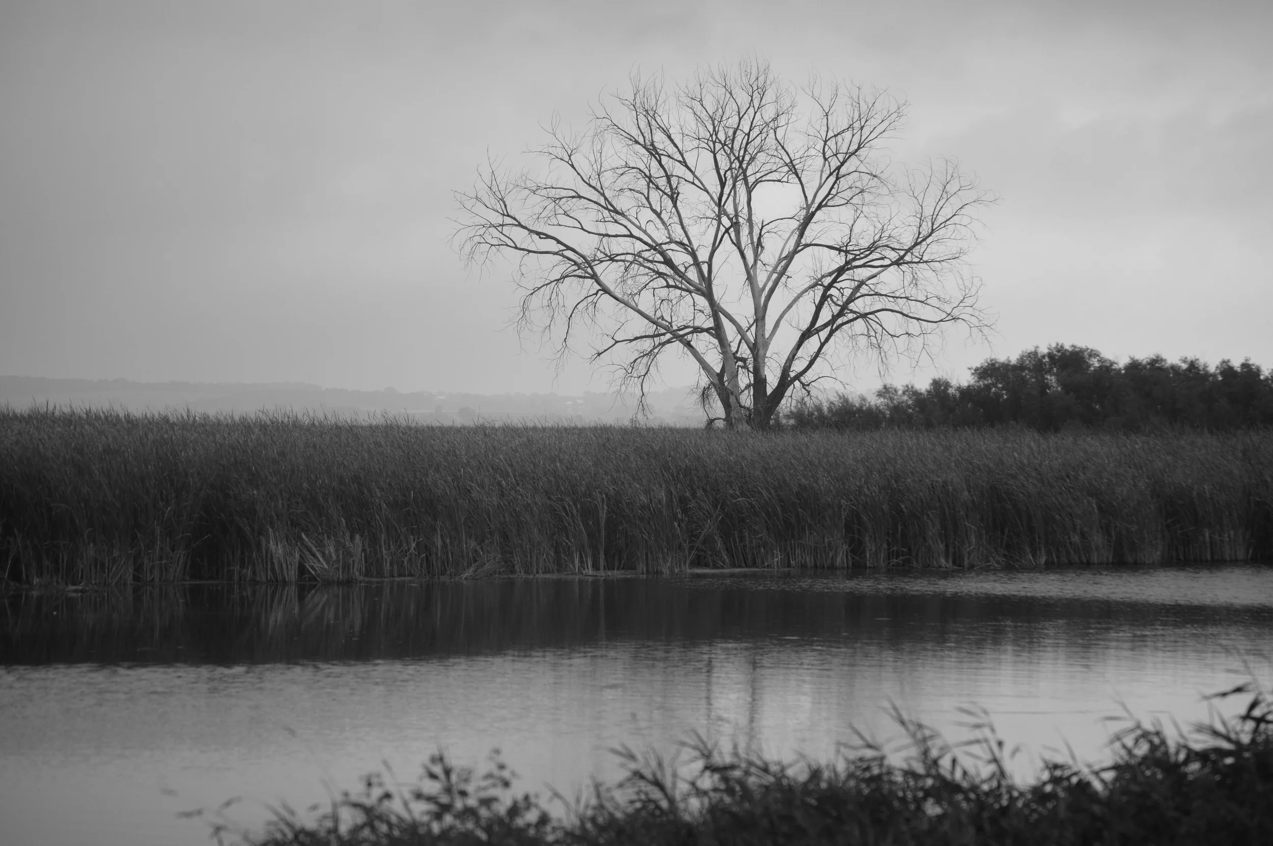 Horicon Marsh 2014 978.JPG