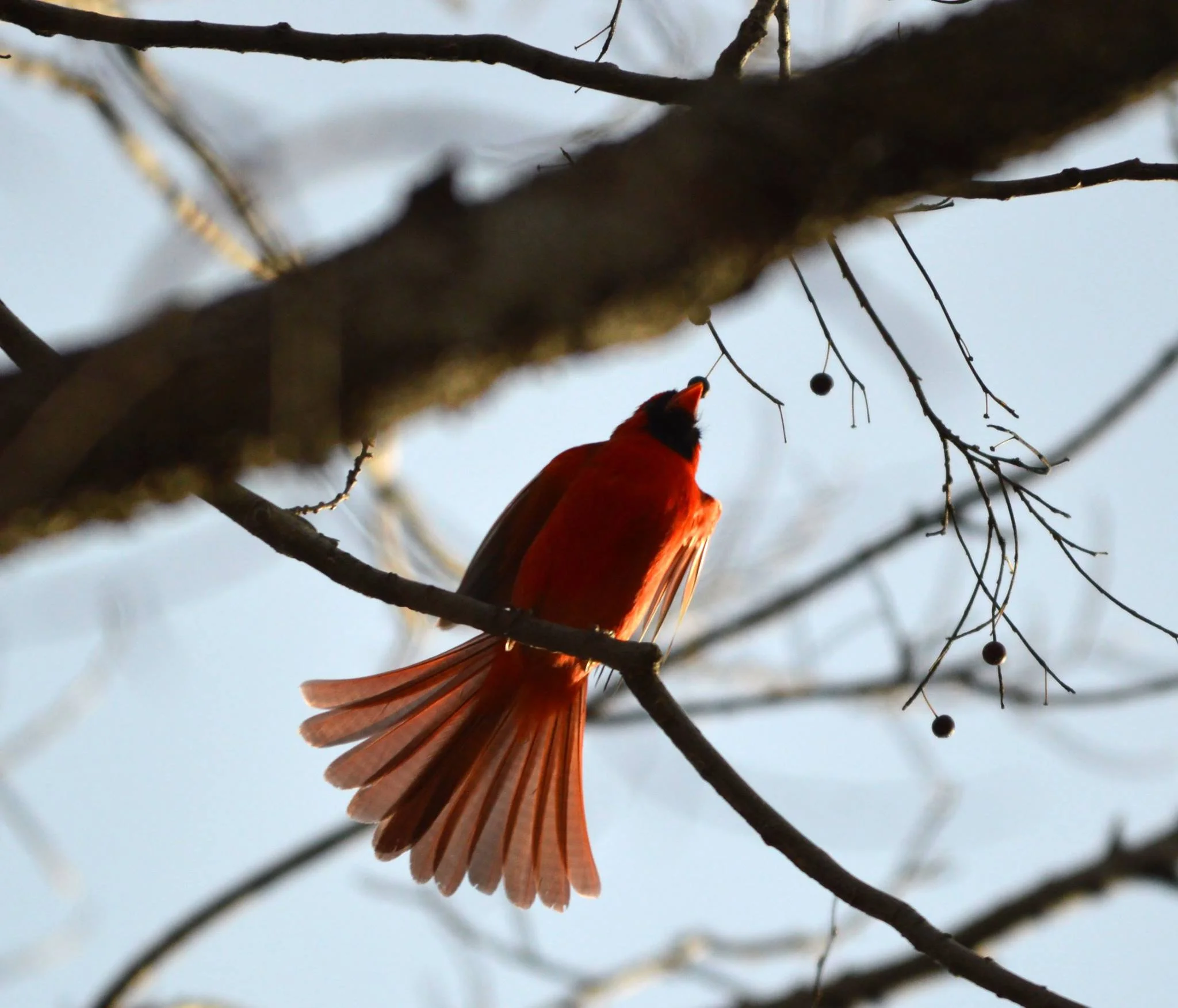 Cardinal Reach.jpg