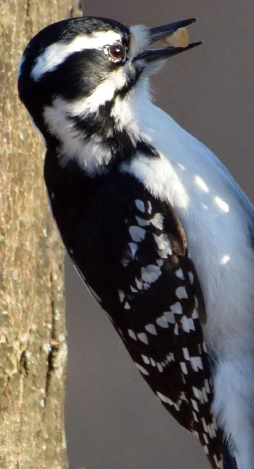 woodpecker.jpg