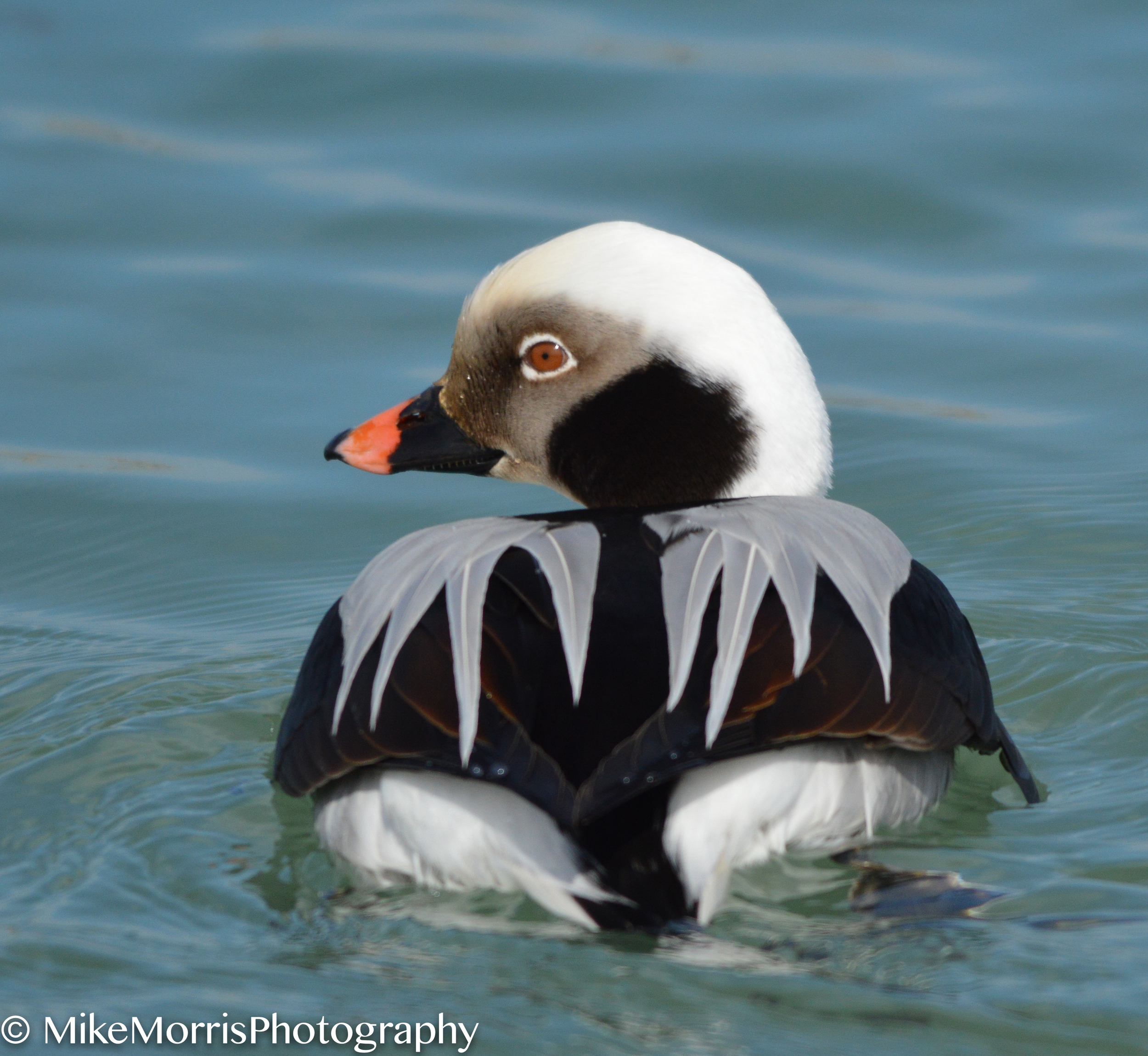 Long Tailed Duck Rear View.jpg