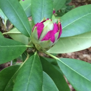 “One flower does not destroy the potential for more to bud and open." ― Robyn.M.M