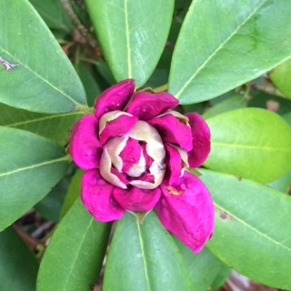 “Nobody sees a flower - really - it is so small it takes time - we haven't time - and to see takes time, like to have a friend takes time.” ― Georgia O'Keeffe