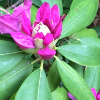 “By plucking her petals, you do not gather the beauty of the flower." ― Rabindranath Tagore