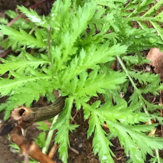  Tansy