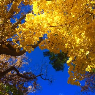 sun on leaves.jpg