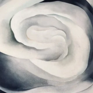 Abstraction White Rose