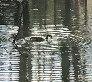 goose in pond.jpg