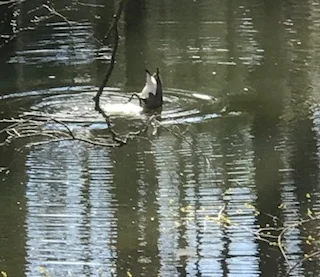 goose diving.jpg