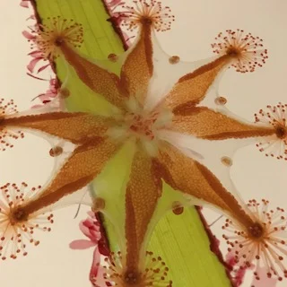 San Juan Stalked Jelly