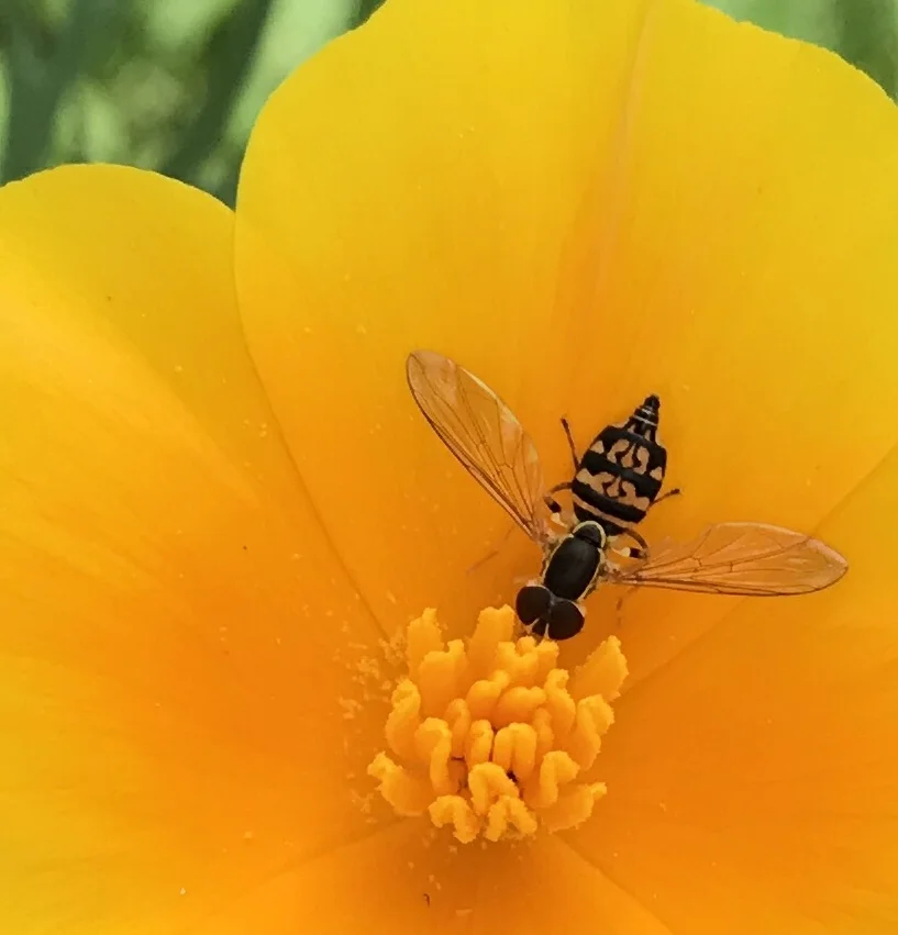 bug in flower.jpg