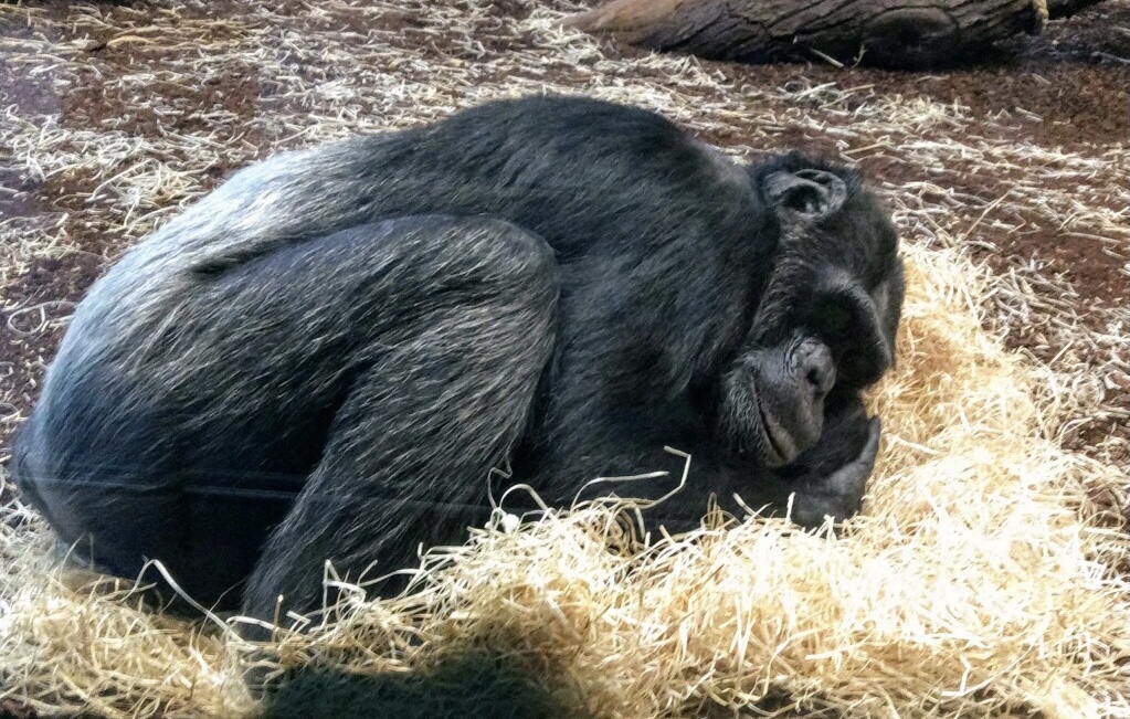 napping gorilla.jpg