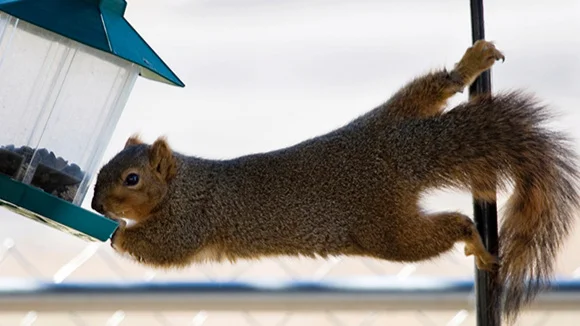 squirrel+on+pole.jpg