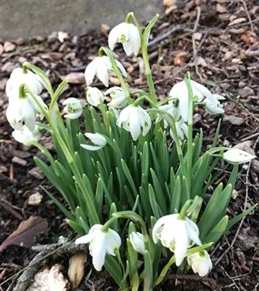 SNOWDROPS.jpg