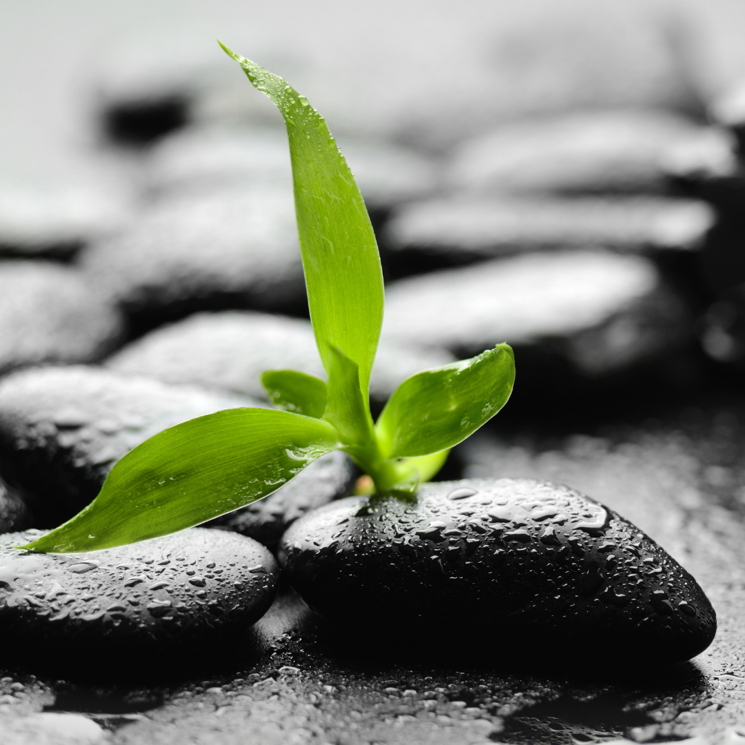 Silver Lining Counseling, PLLC Virtual and inperson counseling in