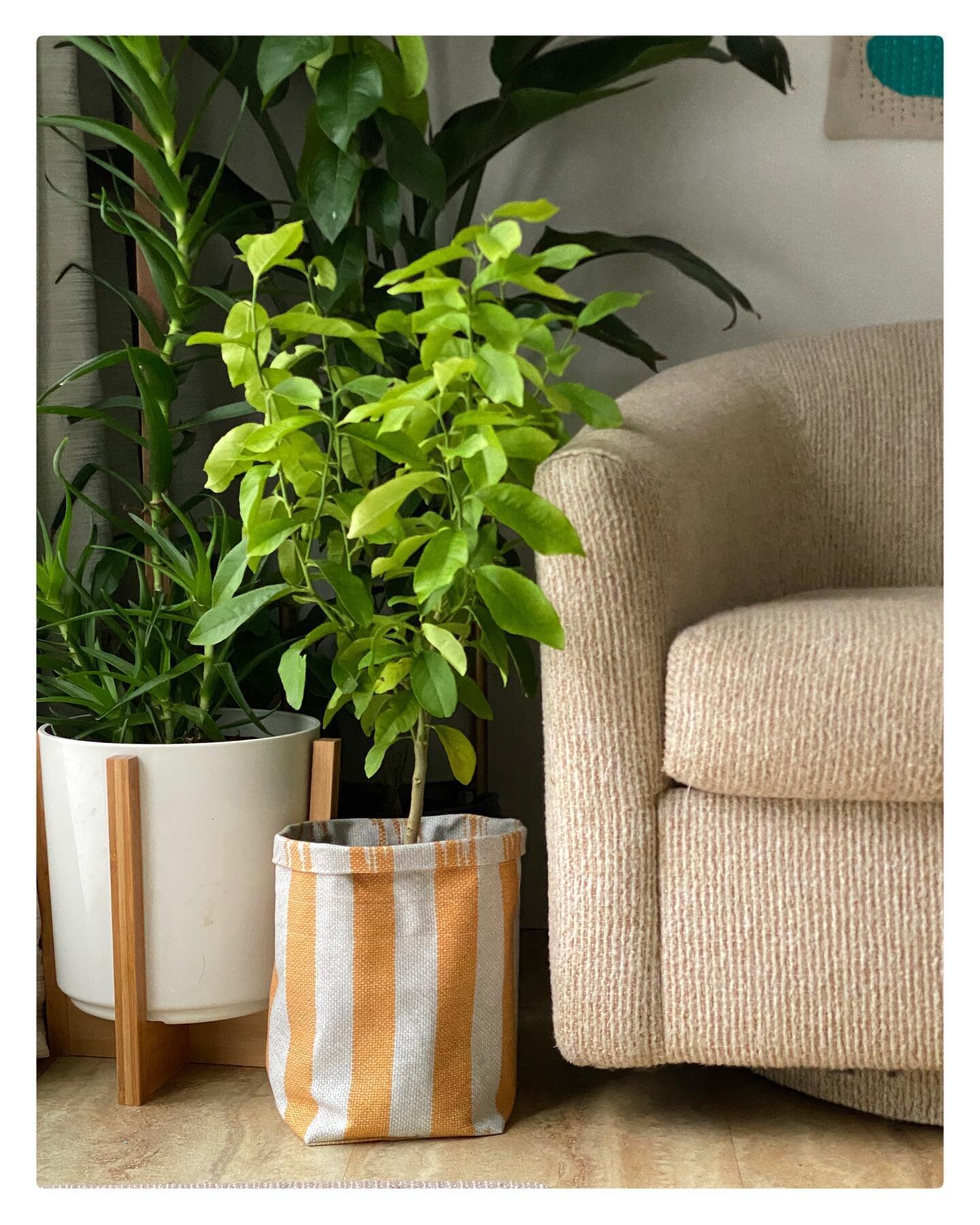 22/28&hellip; of my make one project a day in February. 

Square bottom fabric planter bag for one of my grown from seed lemon trees. 

I had some of my clasped weft hand towels printed on a yard of cotton canvas and thought it might make a good tote