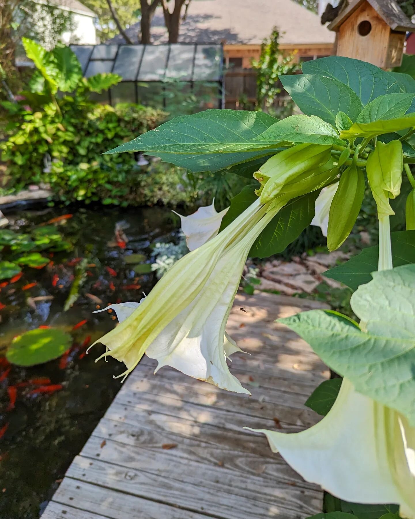 The Brugmansia is blooming and it smells wonderful outside.