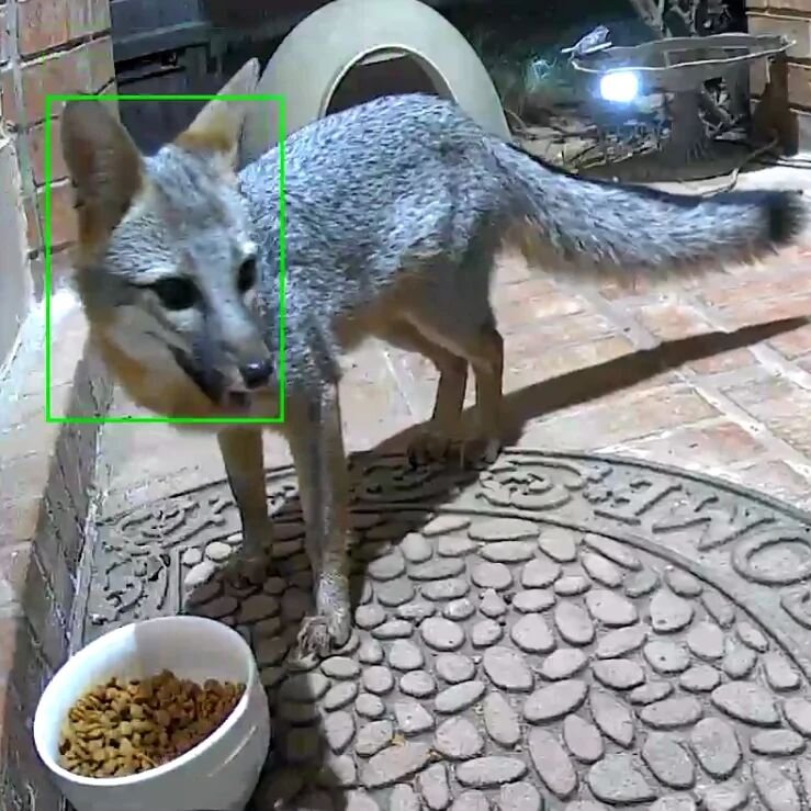 The fox showed up for dinner at the front door. There are two or three in the neighborhood maybe more. I'm not sure what they all eat but we try and keep food out for them. They usually eat on the side of the house but this one decided to come to the