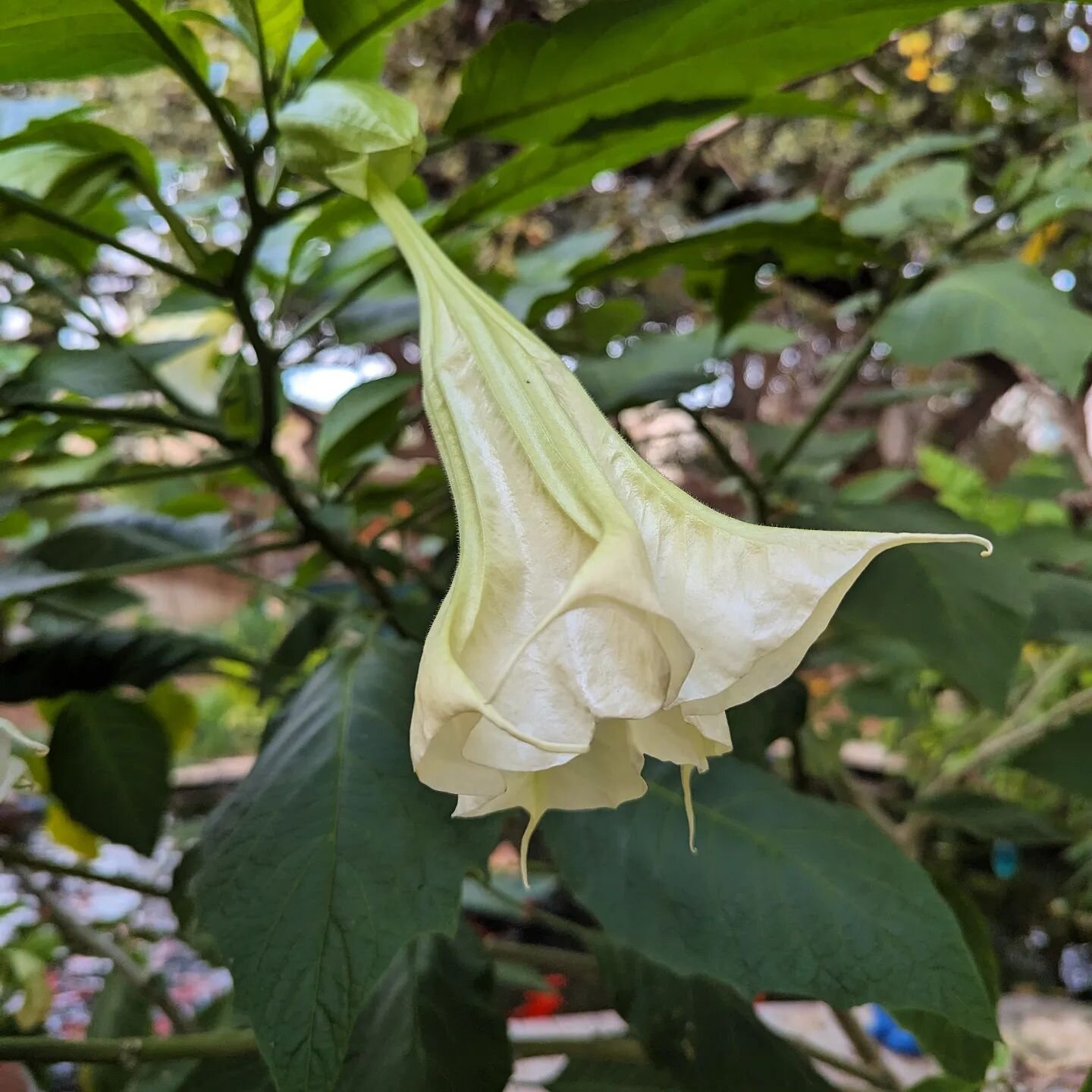 The Brugmansia is still flowering. It was in the 70's last week but after the rain it cooled down. Still no frost yet.