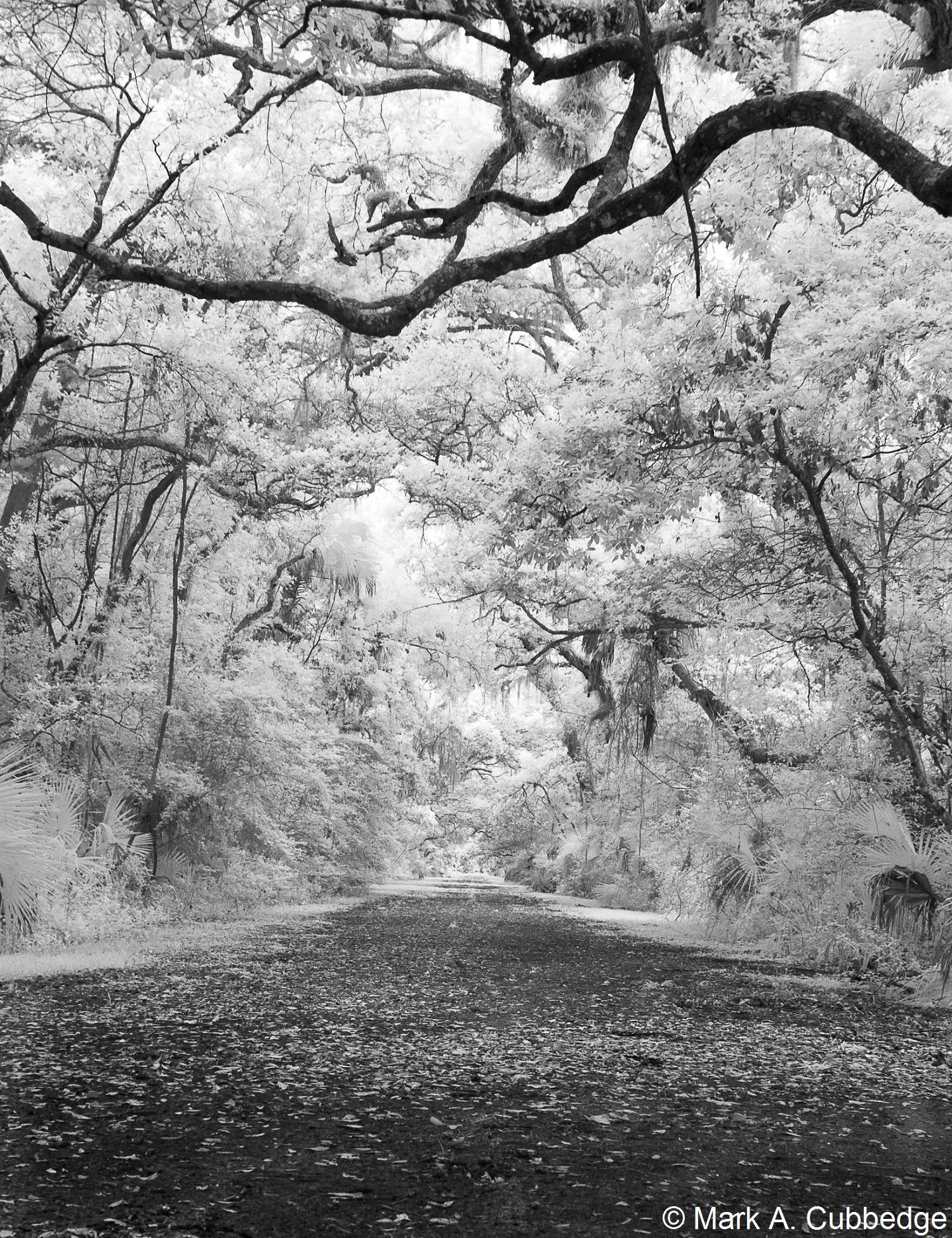 Road to Nowhere
