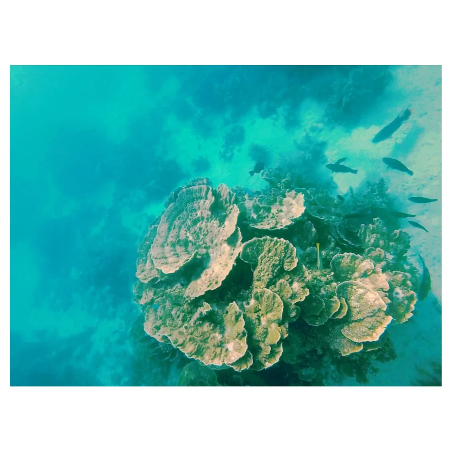 Shot in Coral Bay while free diving the Coral Gardens