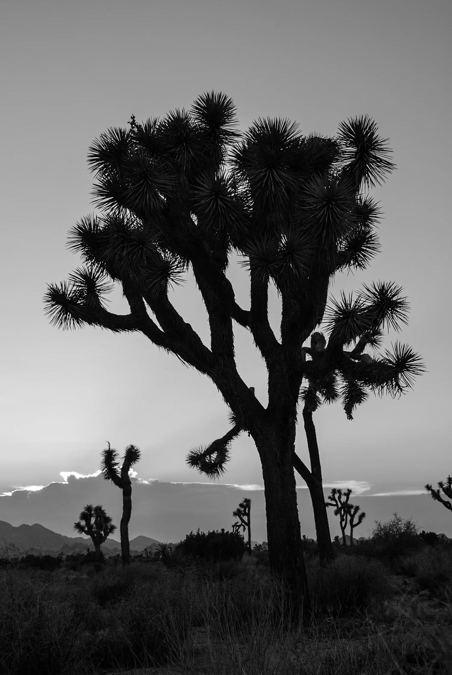 With the arrival of night, we left Joshua Tree. I have never experienced a landscape such as it. 