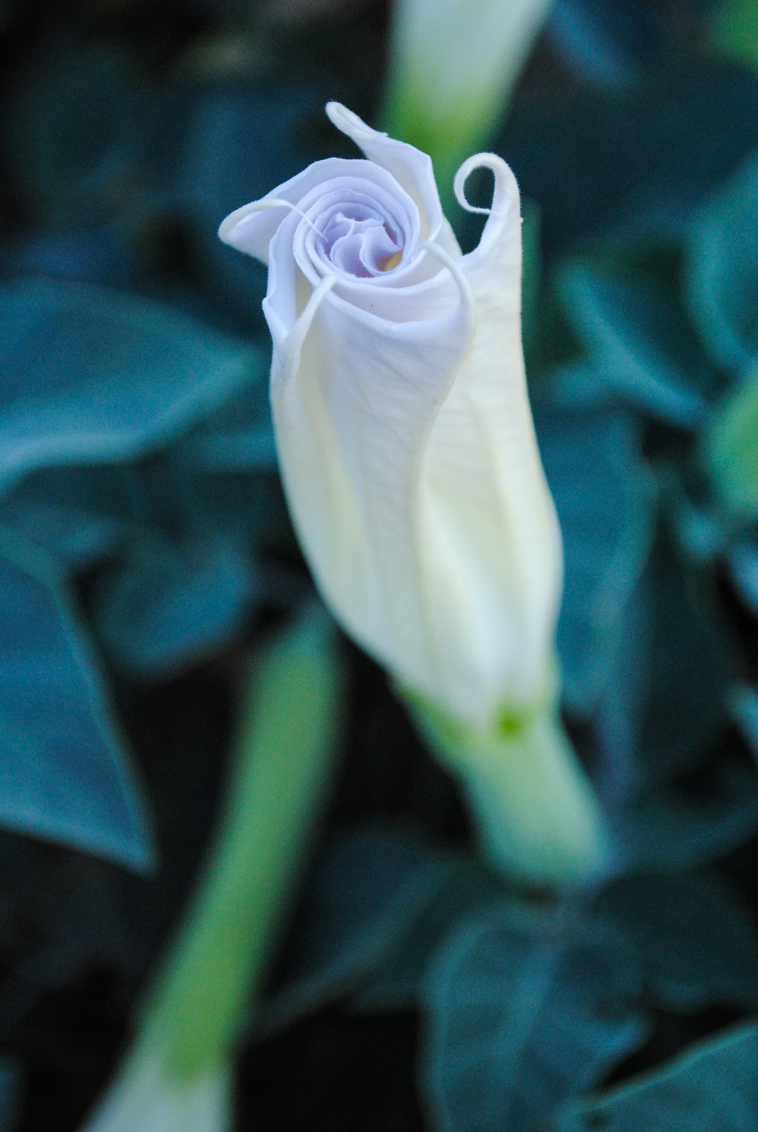 Not everything was brown. We found a few Datura along side the road. 