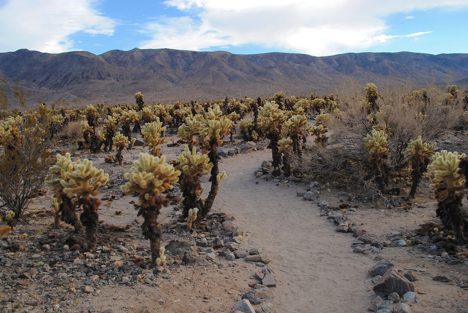 In one part of Joshua Tree National Park, there was a cholla garden. 
