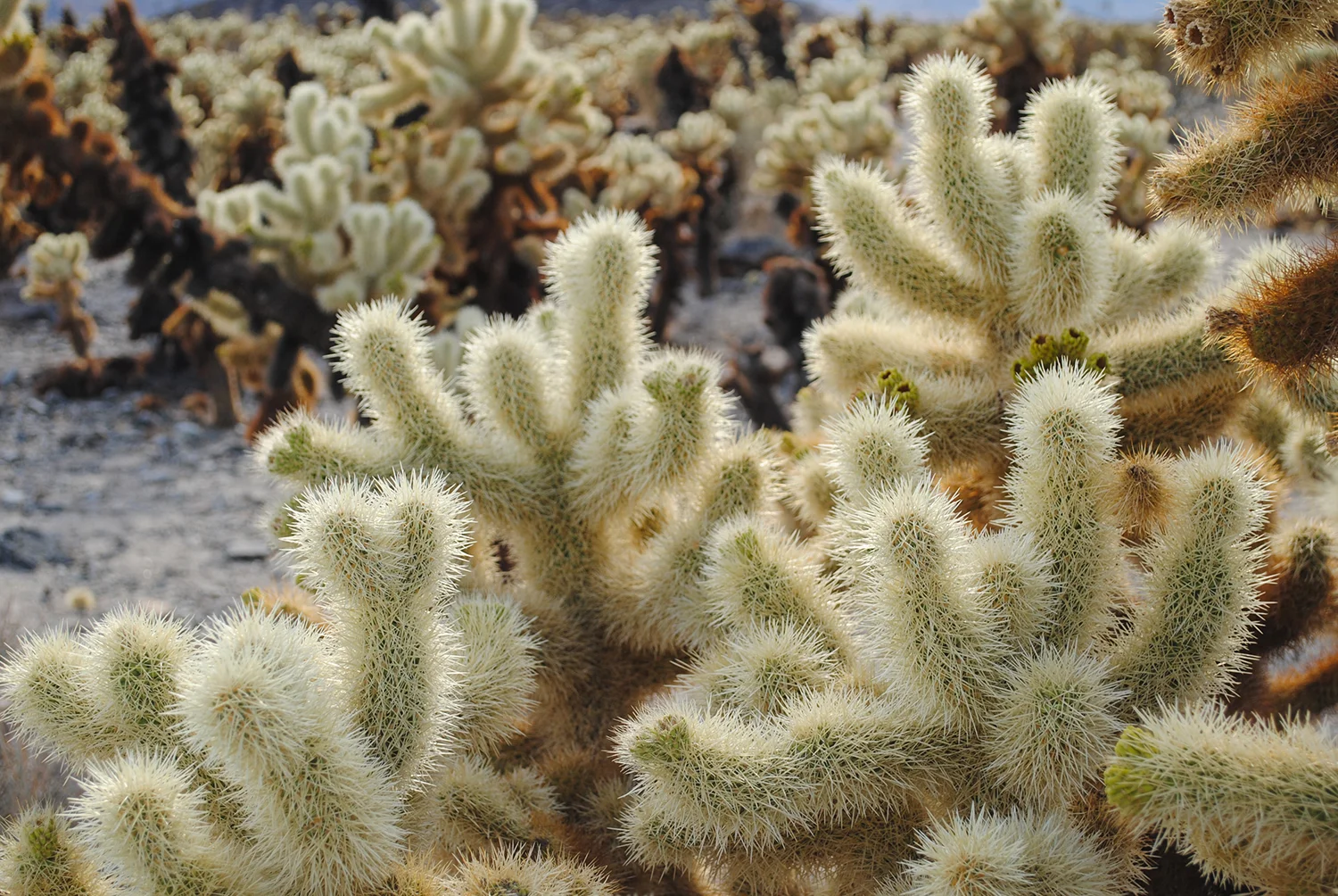 Chollas look like a teddy bear arm and leg factory. You almost want to give them a squeeze. Almost.
