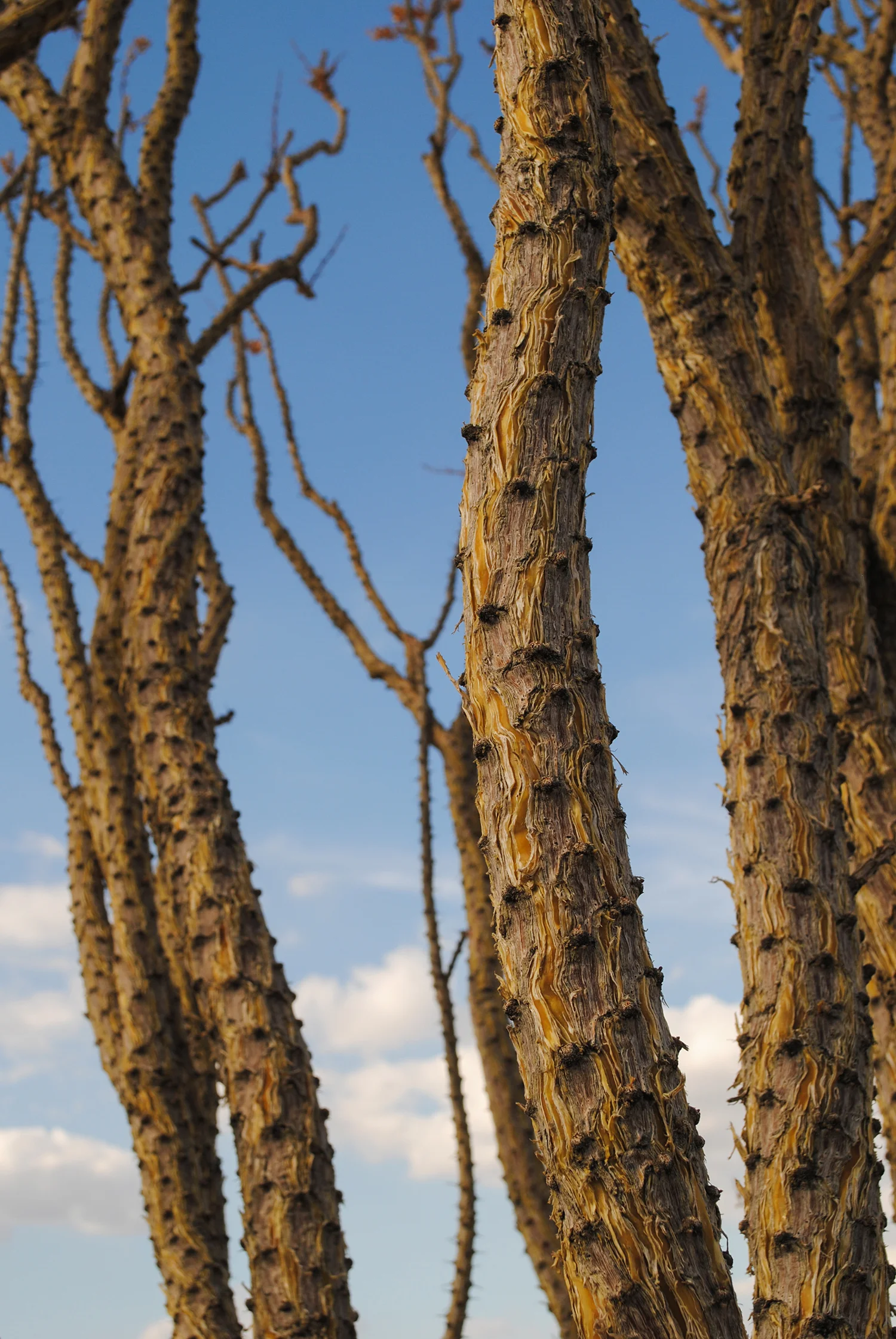 Fouquieria splendens (ocotillo), doing the wave in the desert. 