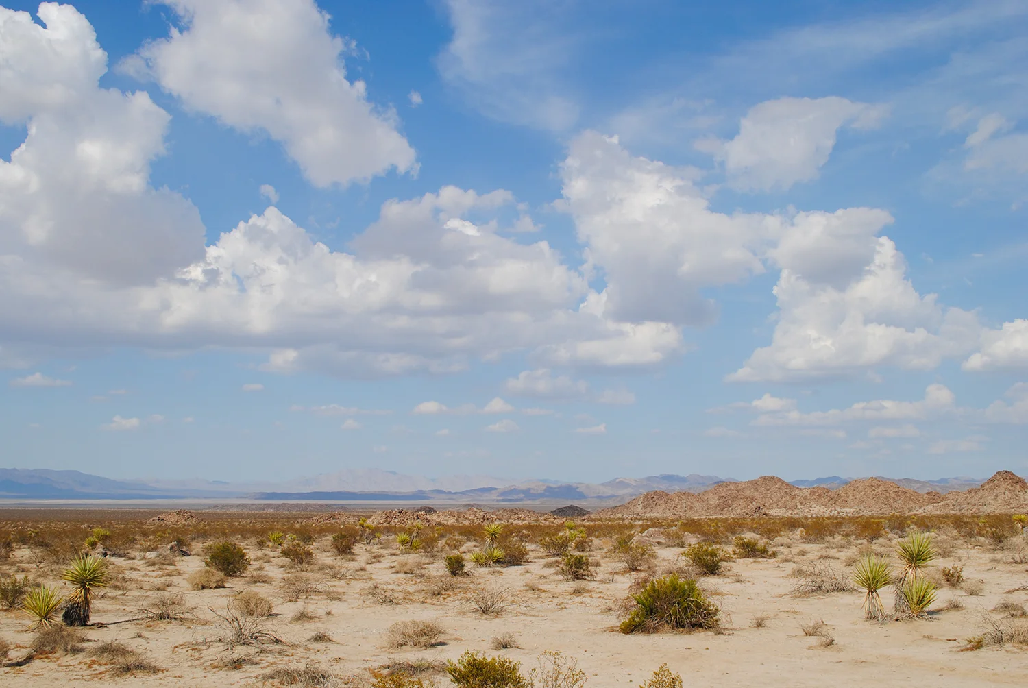 Pretty bleak, huh? But, that's part of the magic of Joshua Tree. That in the absence of our archetypical landscapes you feel transported to another planet. It touches your soul. 