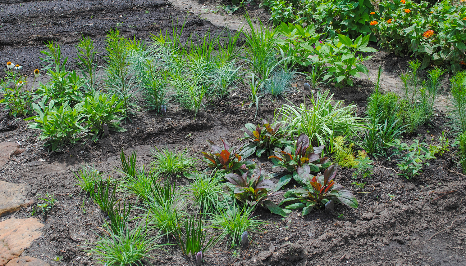 Of course, to know what will grow well in mixed plantings in the southeast, we must evaluate plants. Thanks to trial material from Hoffman Nursery , Intrinsic Perennial Design , and Jelitto we've been able to assess many different species in unofficial trials like you see here.