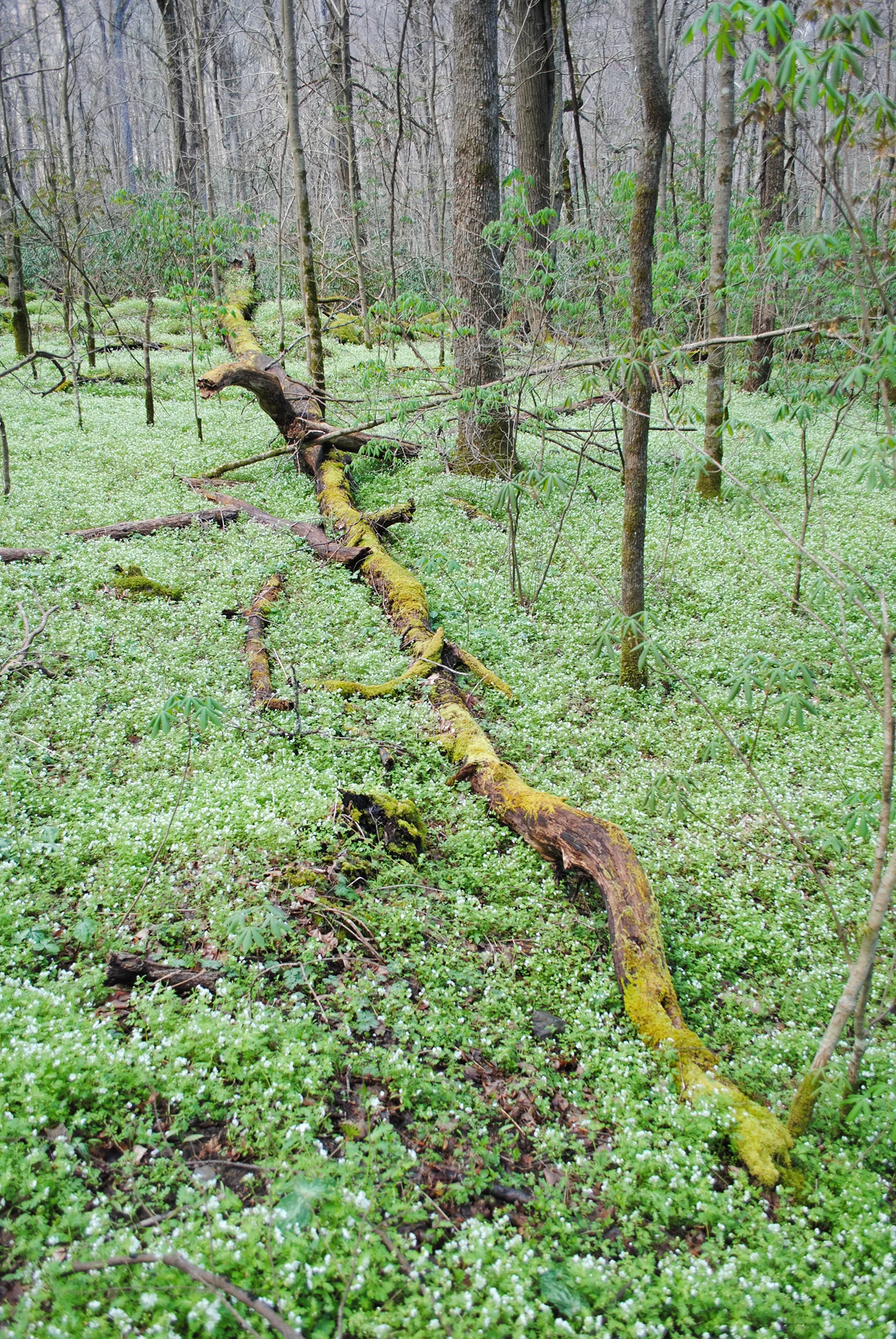 A moss-covered log rests in a blanket of Phacelia