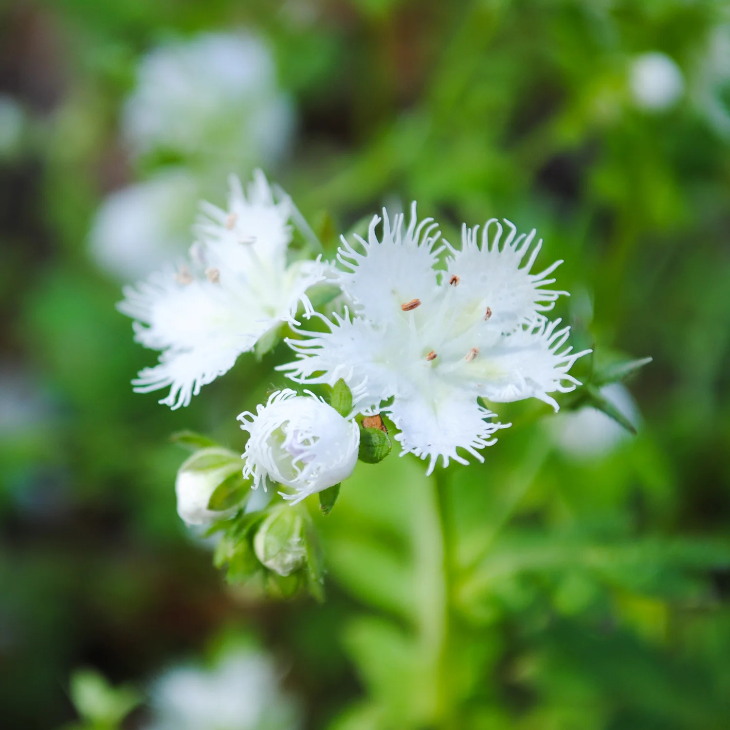 A close up of Phacelia fimbriata. The flowers were about the size of a dime. 