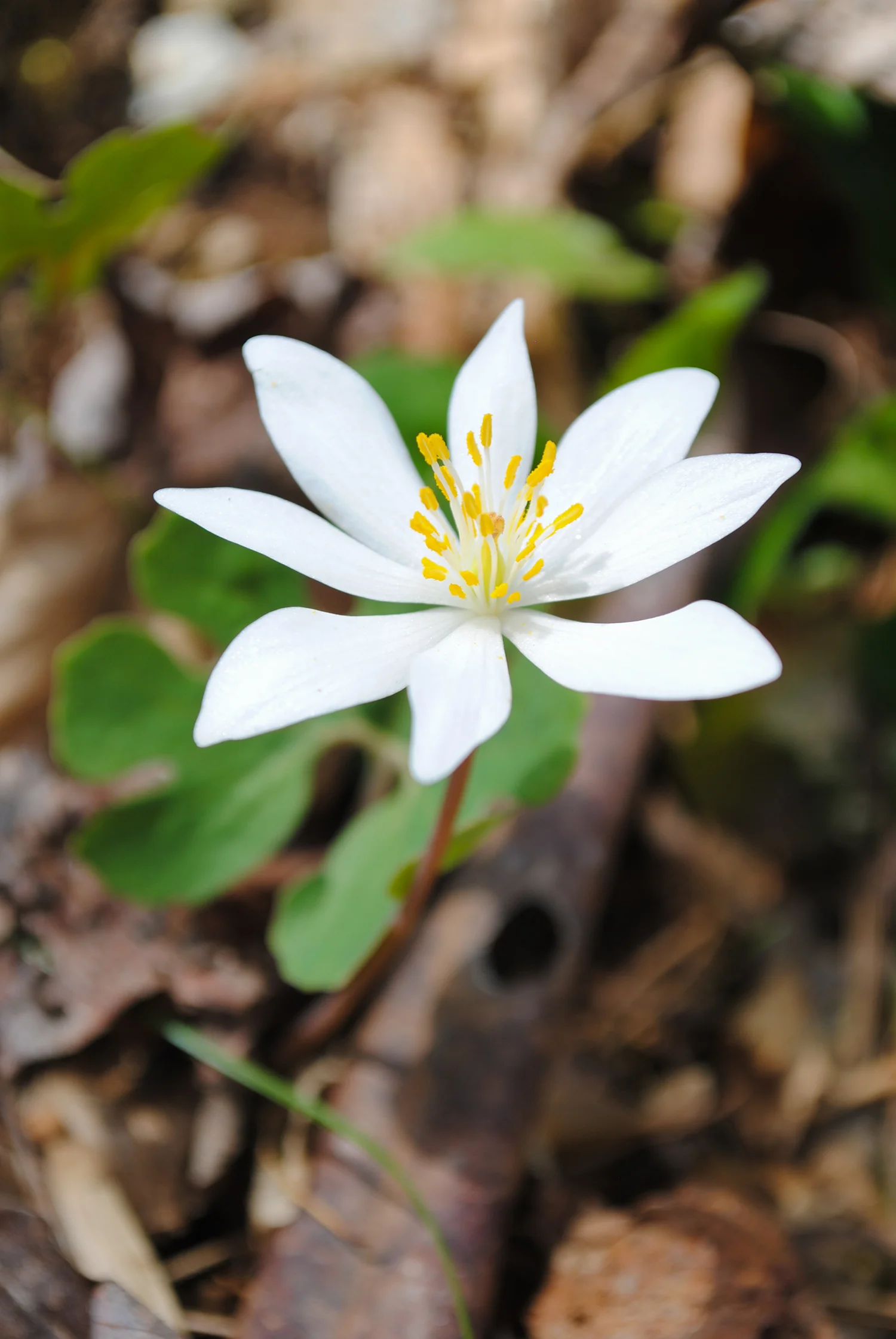 I assumed before we went that we would see Sanguinaria canadensis (bloodroot) everywhere, but I only saw one in flower. It was actually right as we were coming back to the parking lot. 