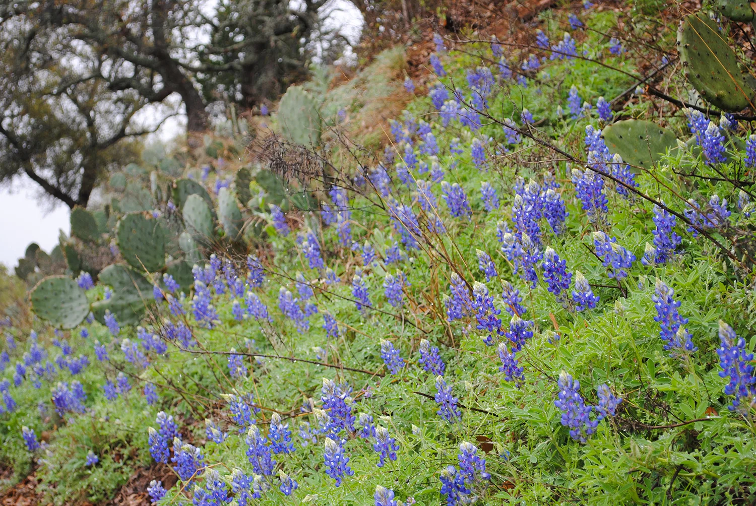 2017-0313-004 Lupinus texensis and Opuntia-2.jpg