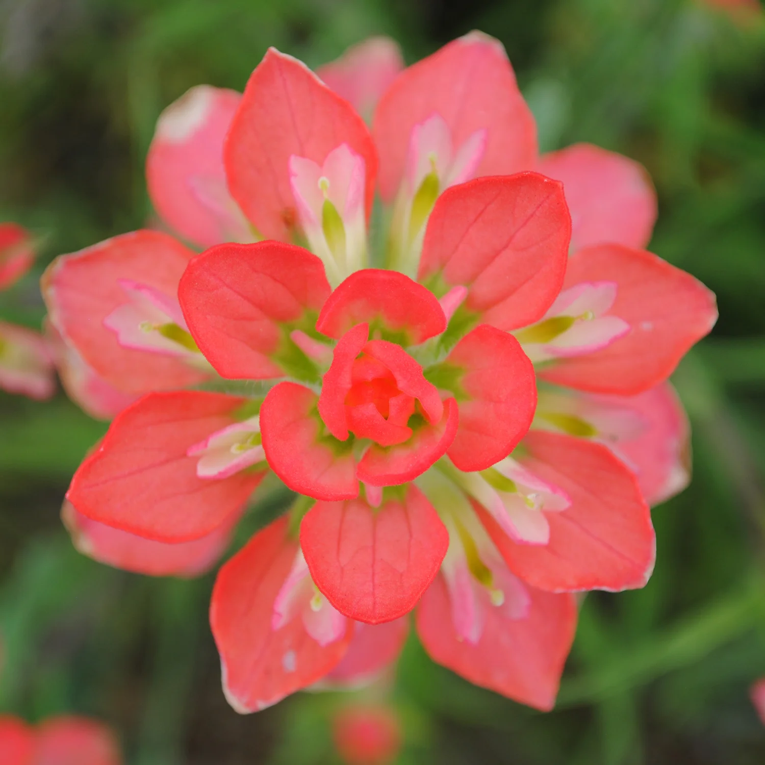 The flowers on Castilleja indivisia were so saturated with color! Besides the crop, I haven't touched this one with Photoshop. 