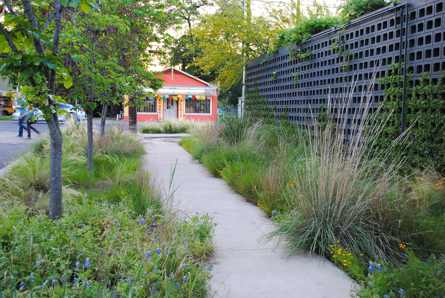 Nature and city life intersect at this designed plant community at the crossroads of Elizabeth Street and South First Street in Austin, TX. Note the scattered Lupinus texensis filling in around tussock-type grasses. 