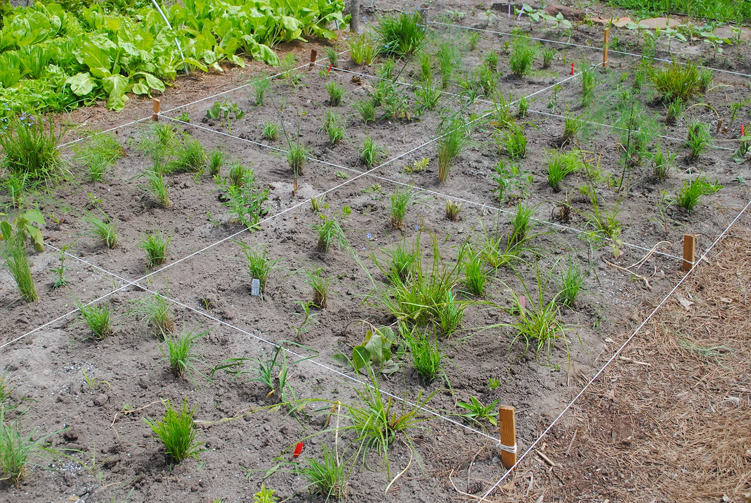 Wa-hoo! The food prairies are planted! 