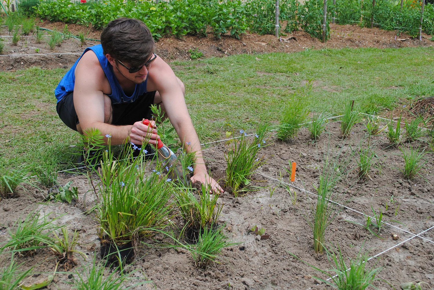 Reagan smooths soil around Sisyrinchium angustifolium. The sun came out long enough for the plants to open their beautiful blue flowers. 