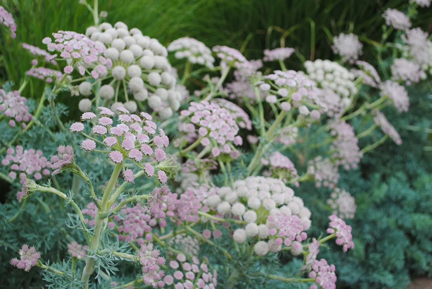 That's no moon ! It's a moon carrot! 