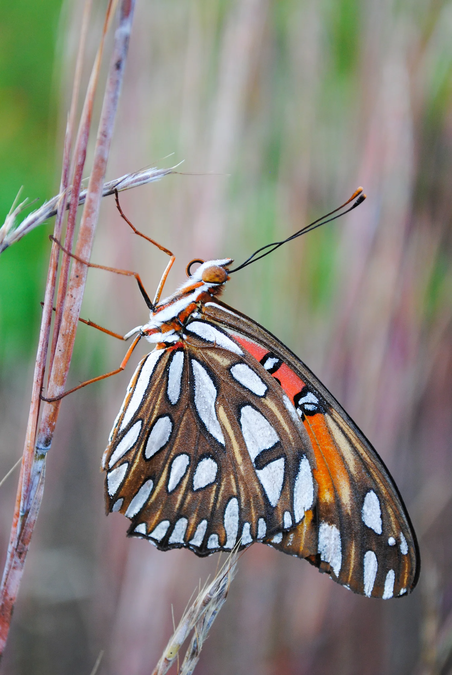 A Frigid Autumnal Fritillary