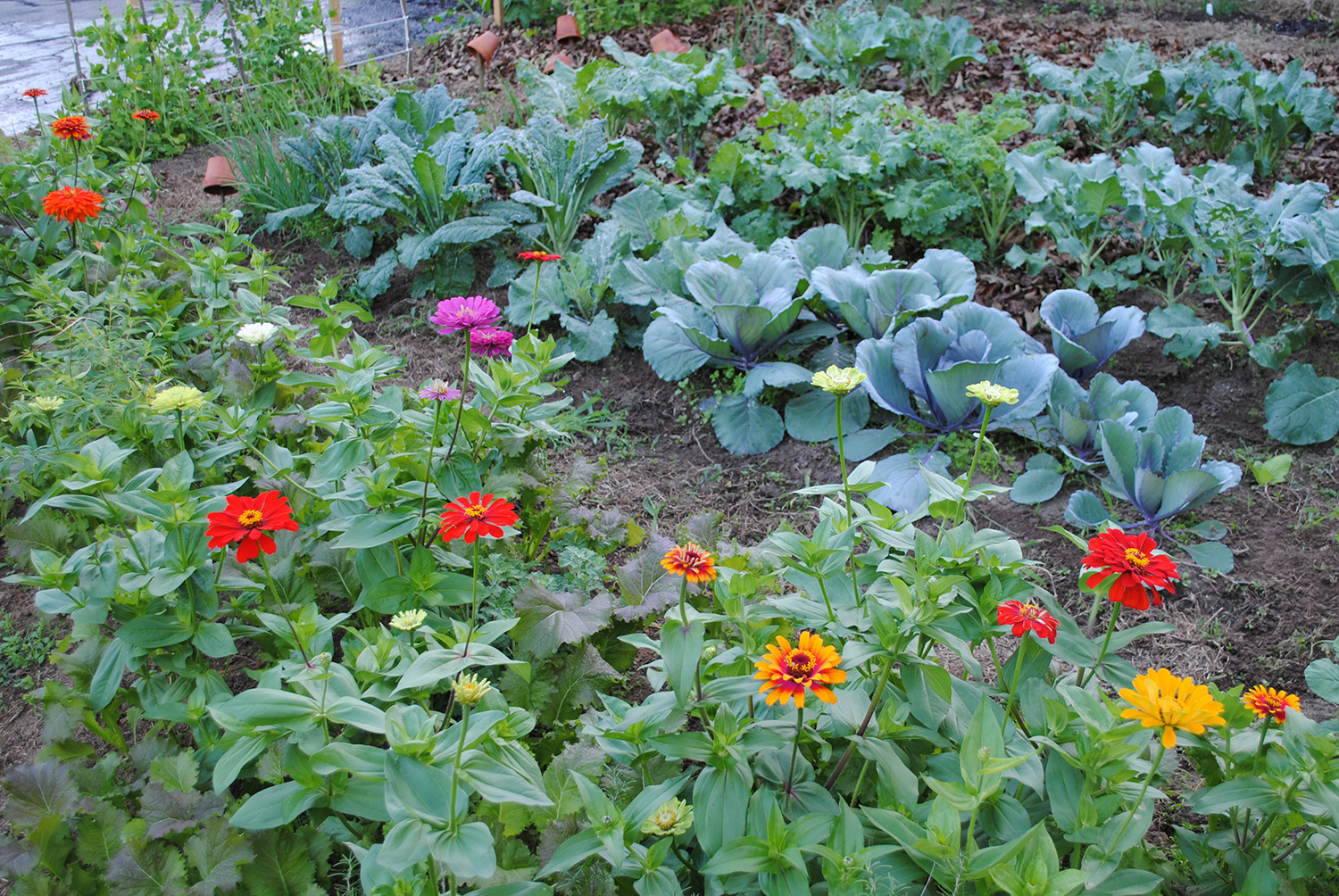 Creating a Kitchen Garden
