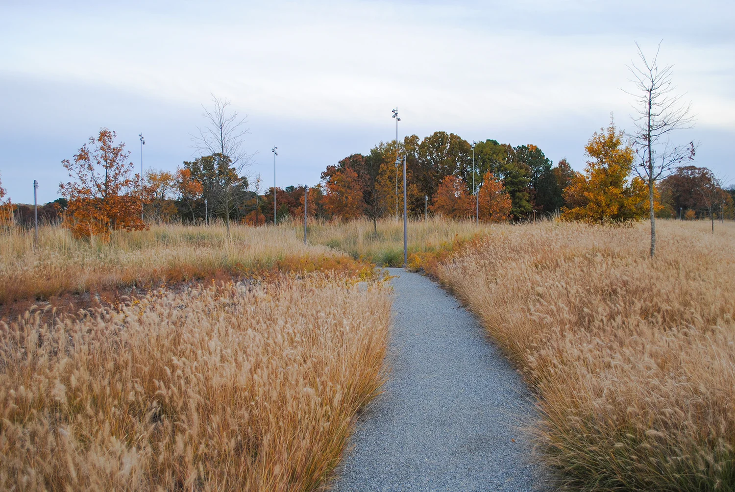 And, this picture is from our most recent trip. Grasses galore! You can make out the ribbonesque block plantings in this image that created a dynamic flow over the landscape. The lines of plugs have faded away after a year of growth. 