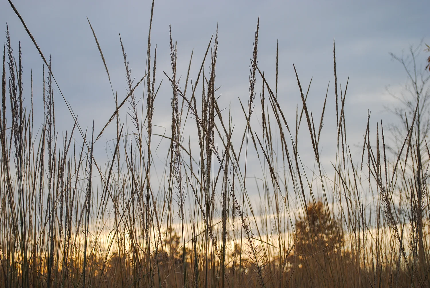 Some artsy-fartsy shots. Panciles of Muhlenbergia lindheimeri against an amber sunset. 