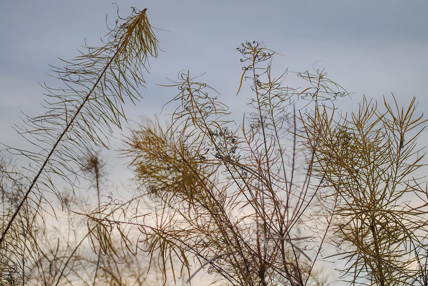 The curls of a fading Amsonia hubrichtii
