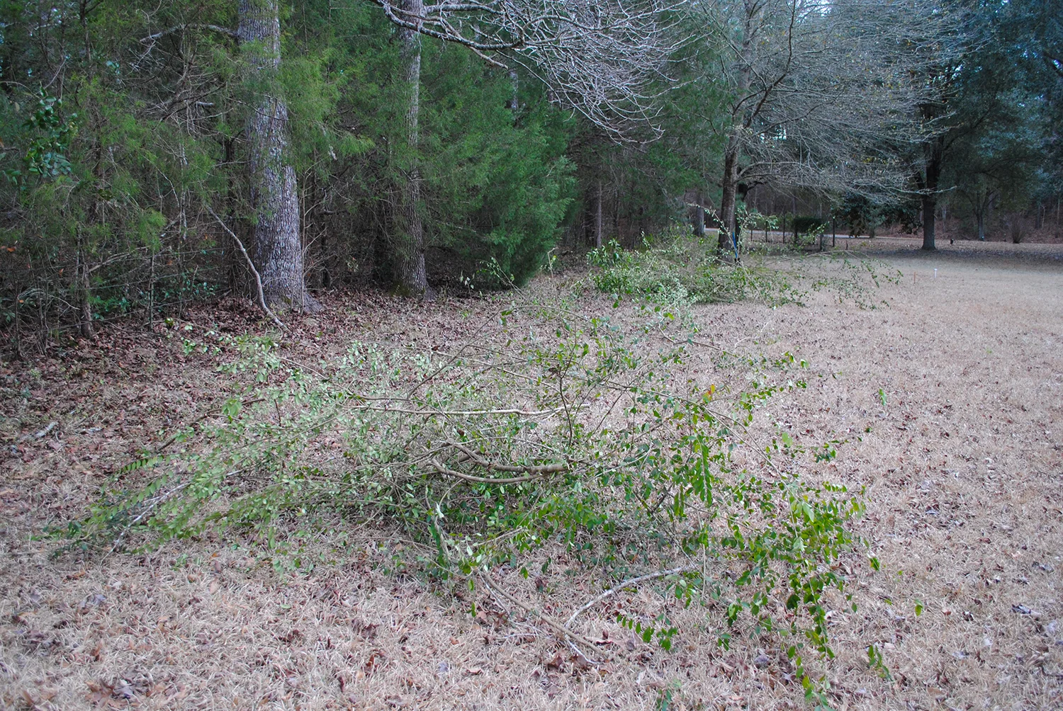 A good afternoon's work. There's more privet rubbish that's not visible past the pile in the back. 